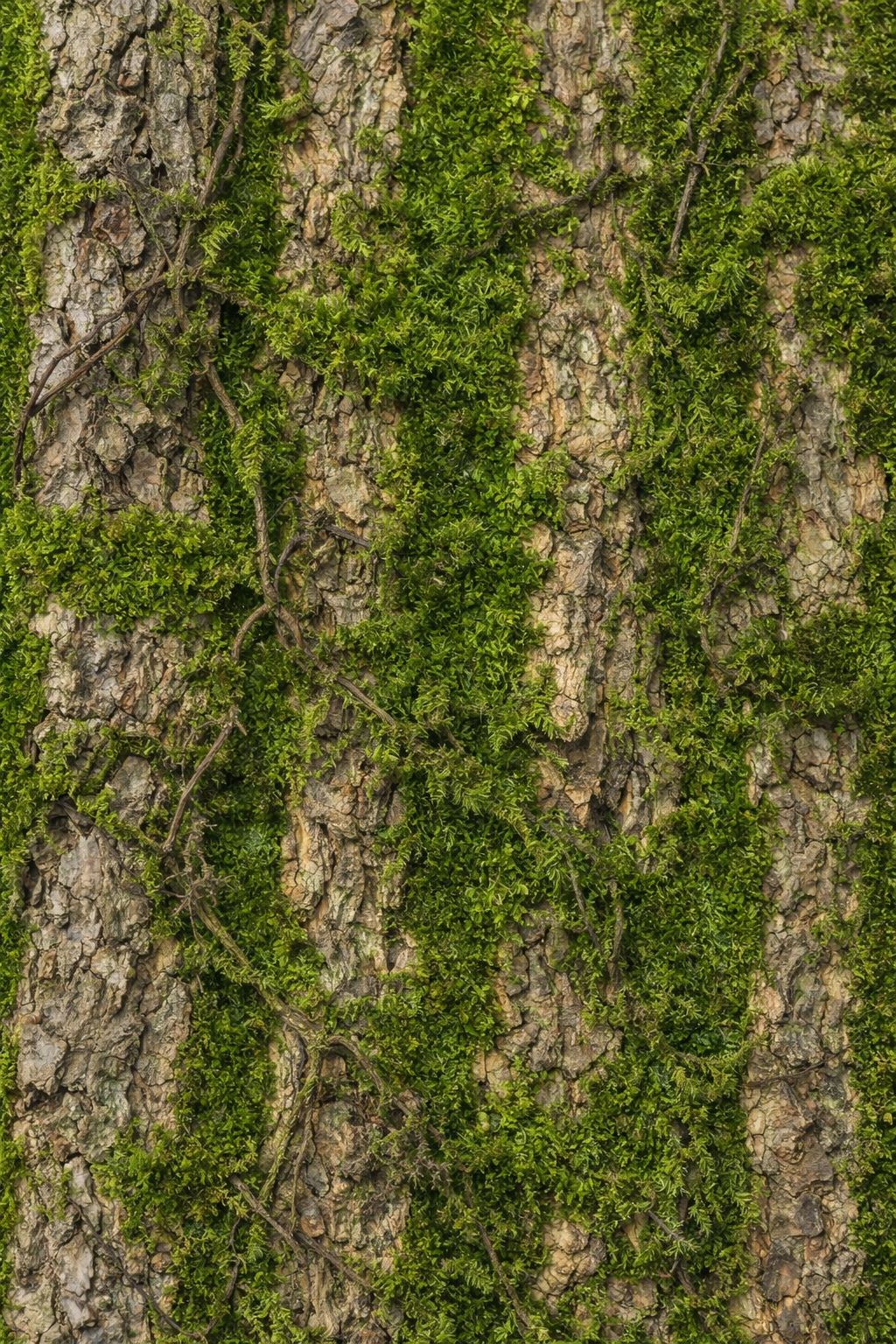 კედლის დეკორი ხის ეფექტით 0163-9